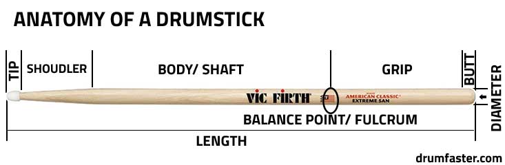 anatomy of a drumstick